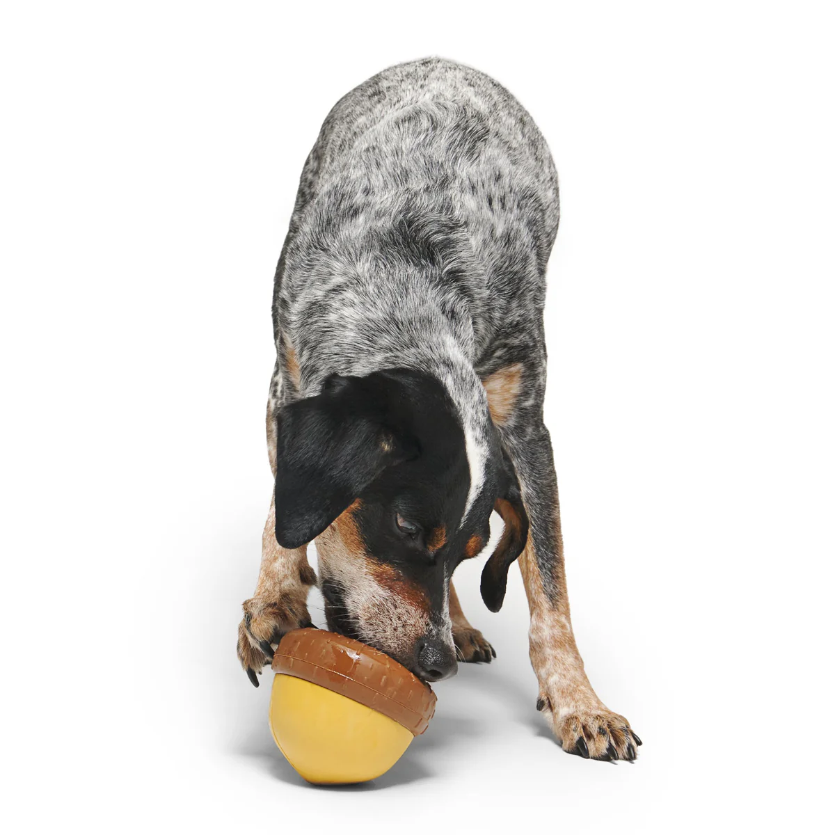 Acornucopia Durable Super Chewer Enrichment Dog Toy - Image 3