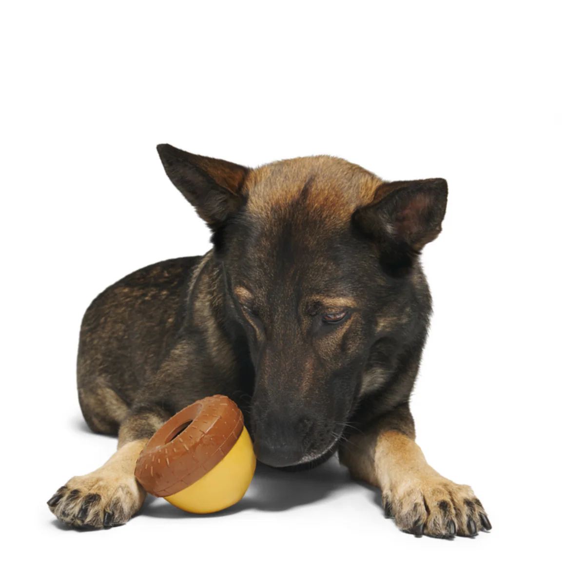 Acornucopia Durable Super Chewer Enrichment Dog Toy - Image 4