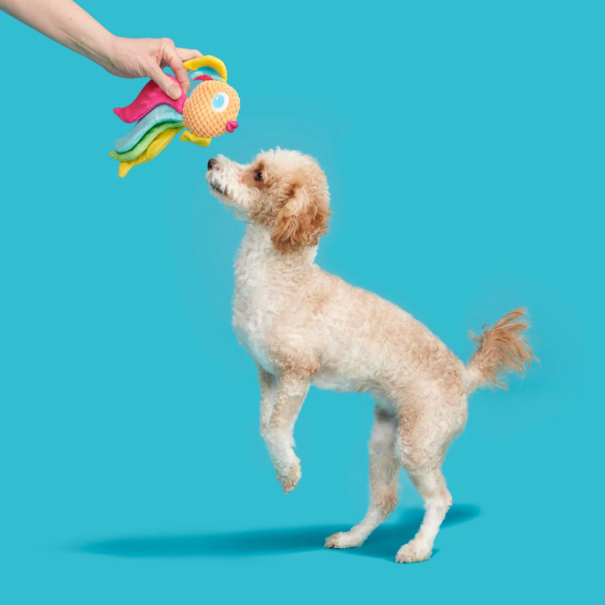 Ahi Tina Plush Tug Dog Toy - Image 3