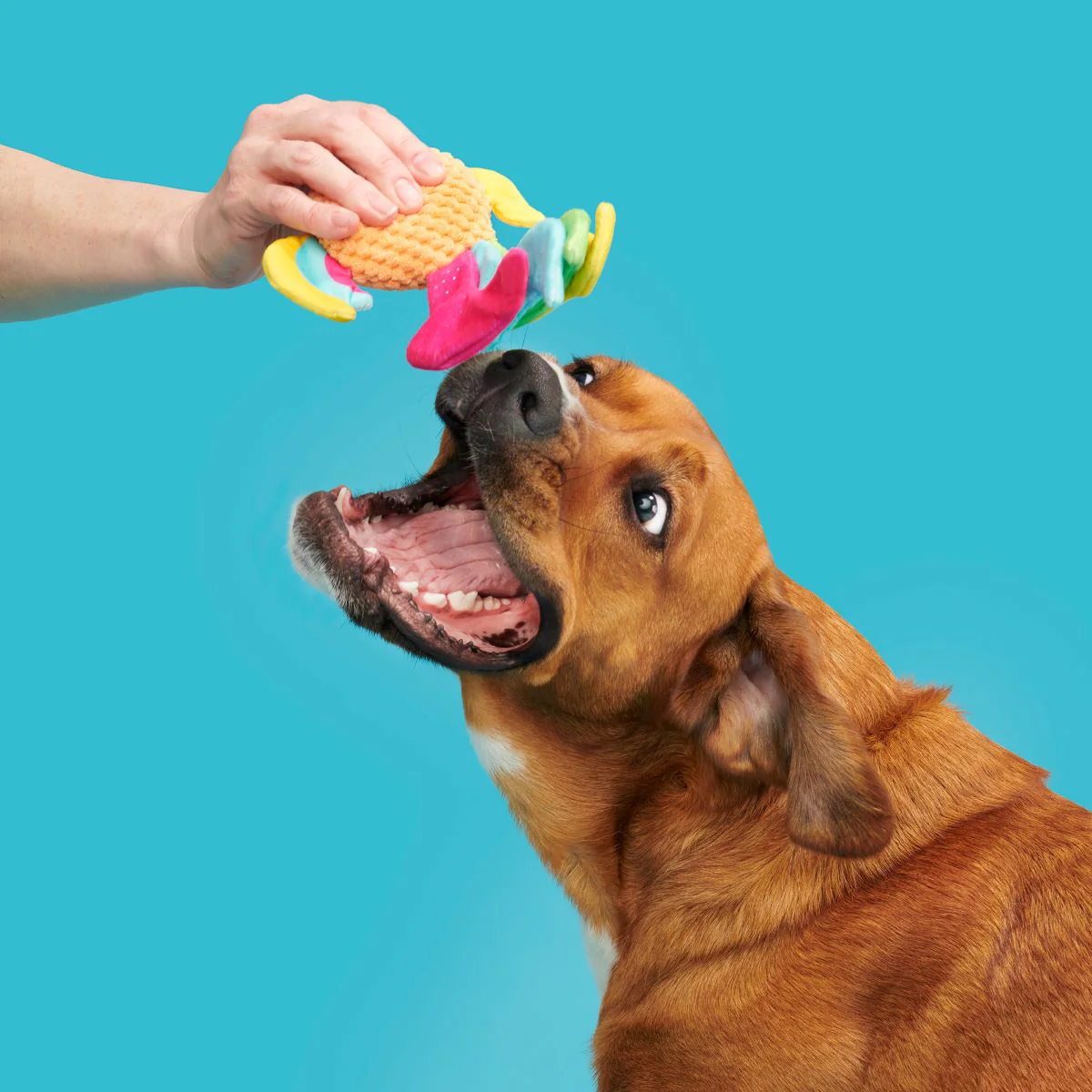 Ahi Tina Plush Tug Dog Toy - Image 4