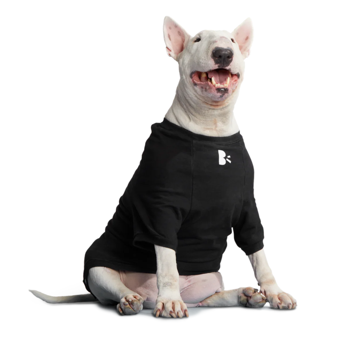 Anti-Squirrel Squirrel Club Dog Sweatshirt - Image 9