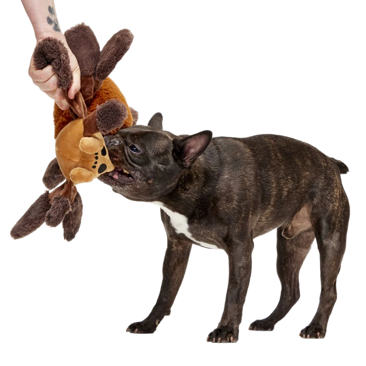 Aragog™ Plush Tug Extra-Large Dog Toy - Image 3