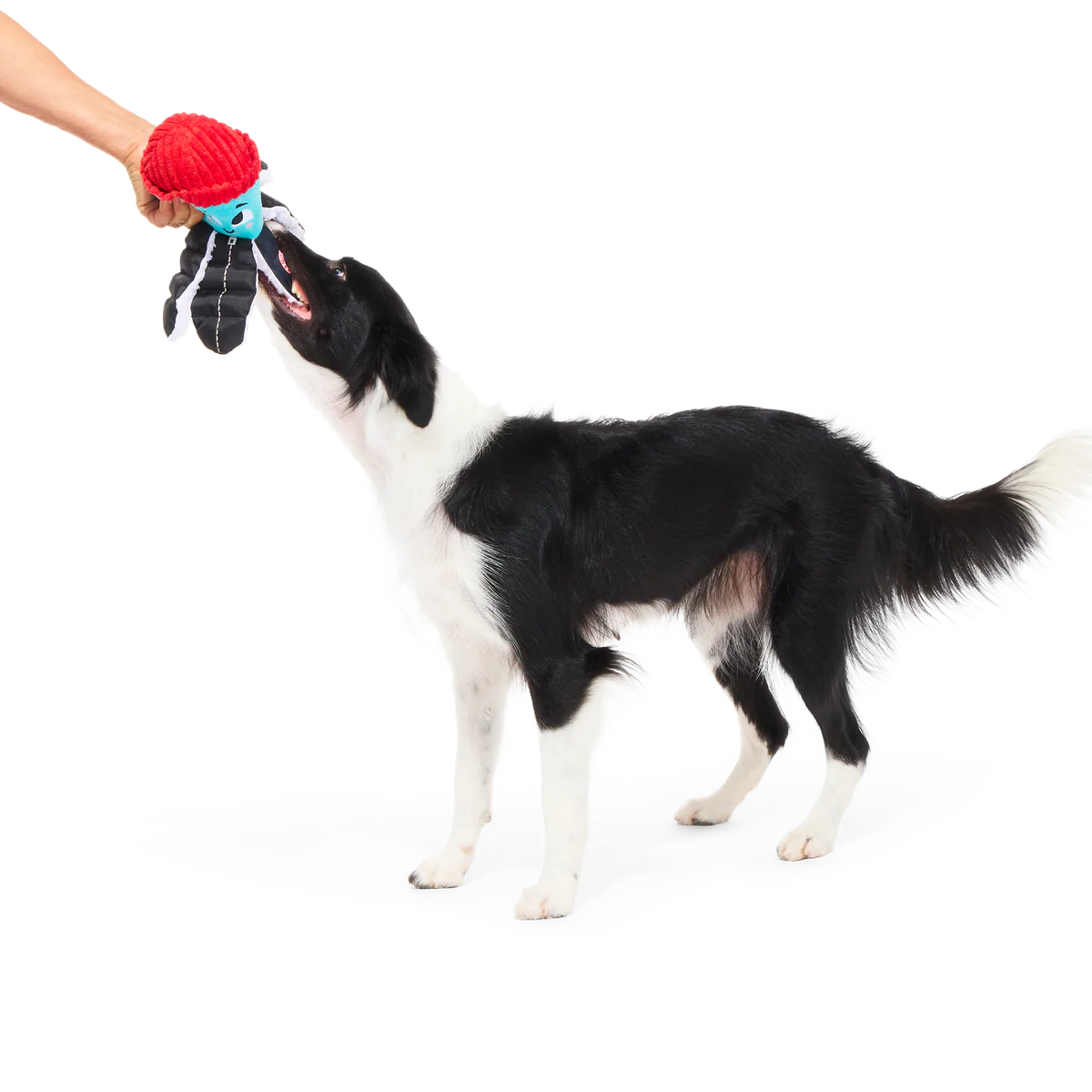 Arctic Ollie Plush Tug Dog Toy - Image 3