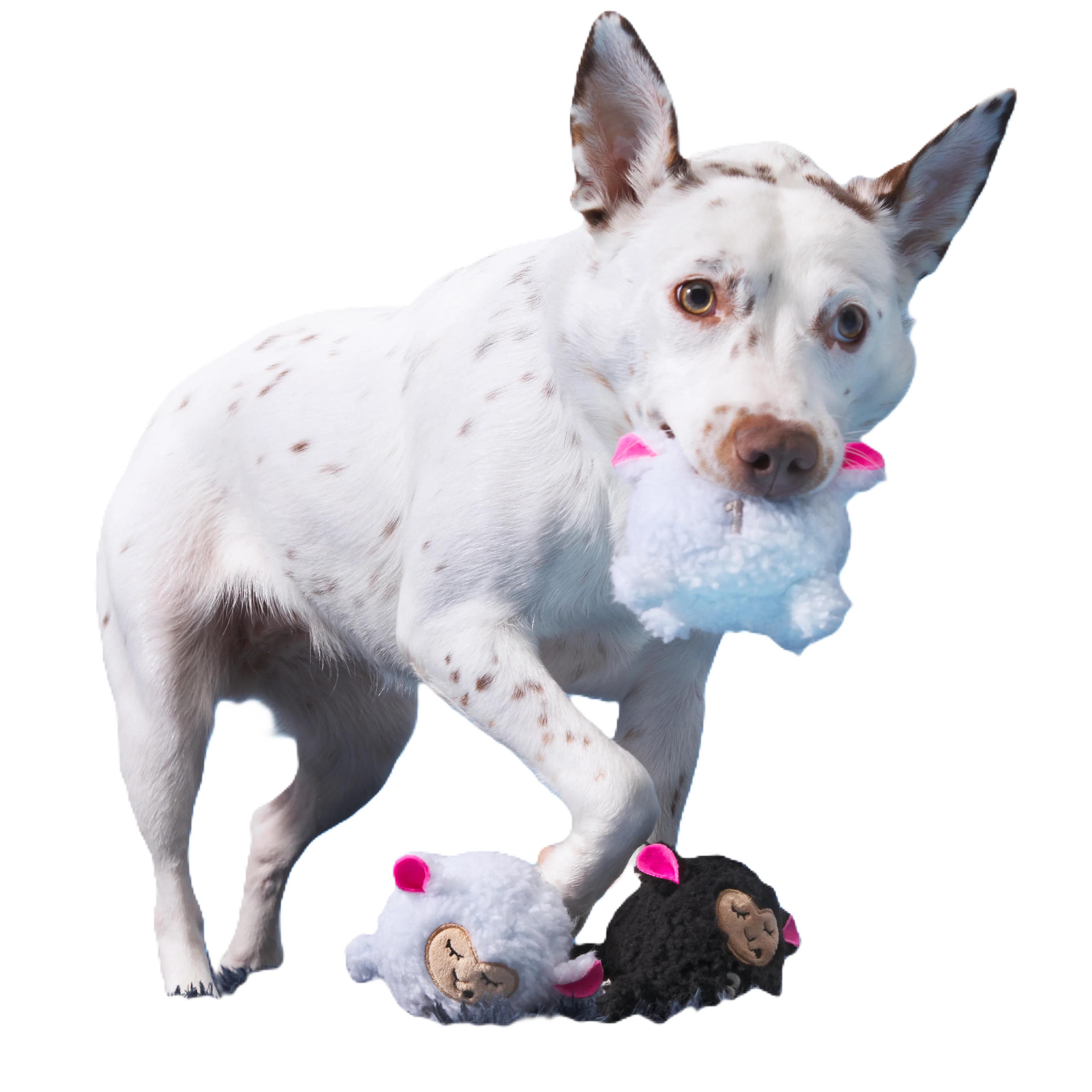 Baa Baa Bark Sheep Plush Multi-Part + Fetch Dog Toy - Image 2