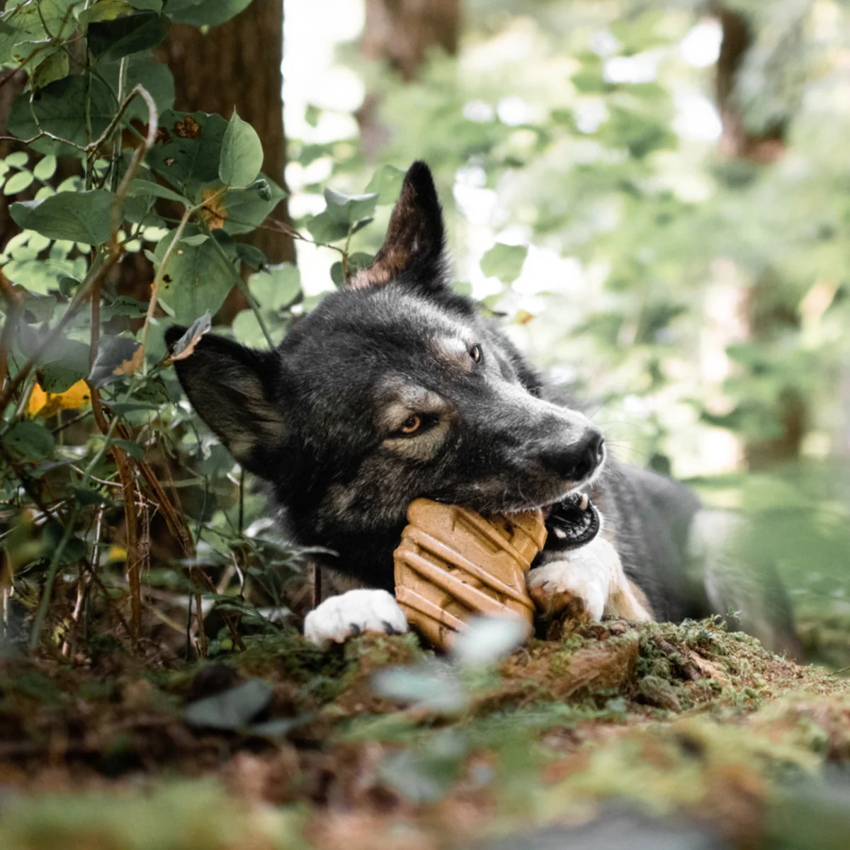 Bacon Glazed Pretzel Durable Super Chewer Gnaw Dog Toy - Image 2