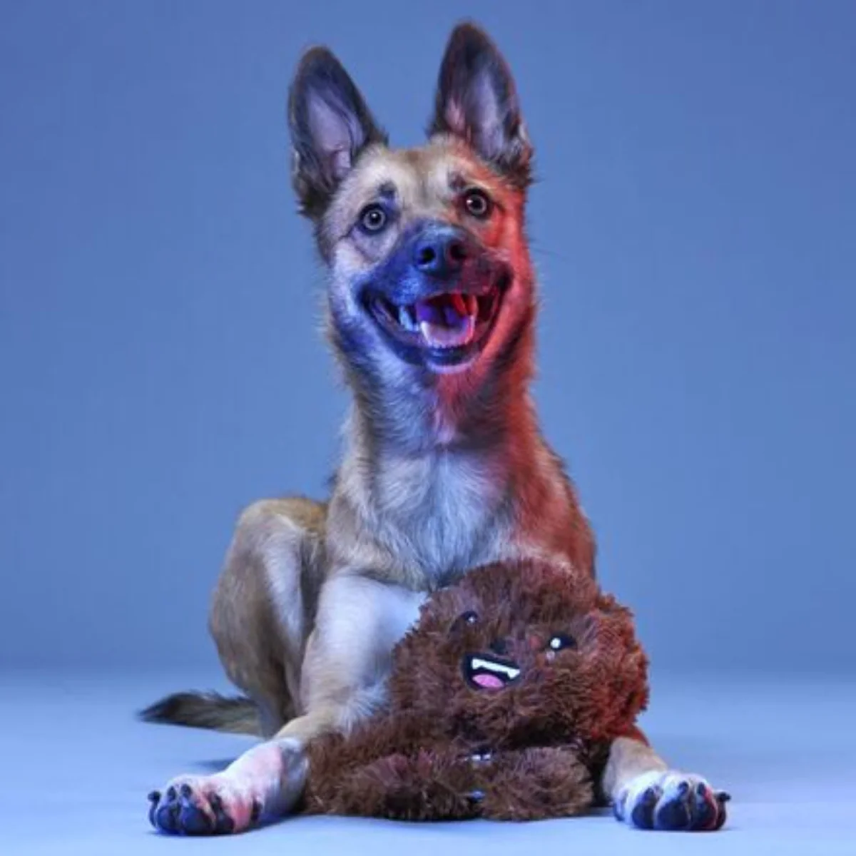 Bark It Up, Fuzzball! Plush Tug Dog Toy - Image 5