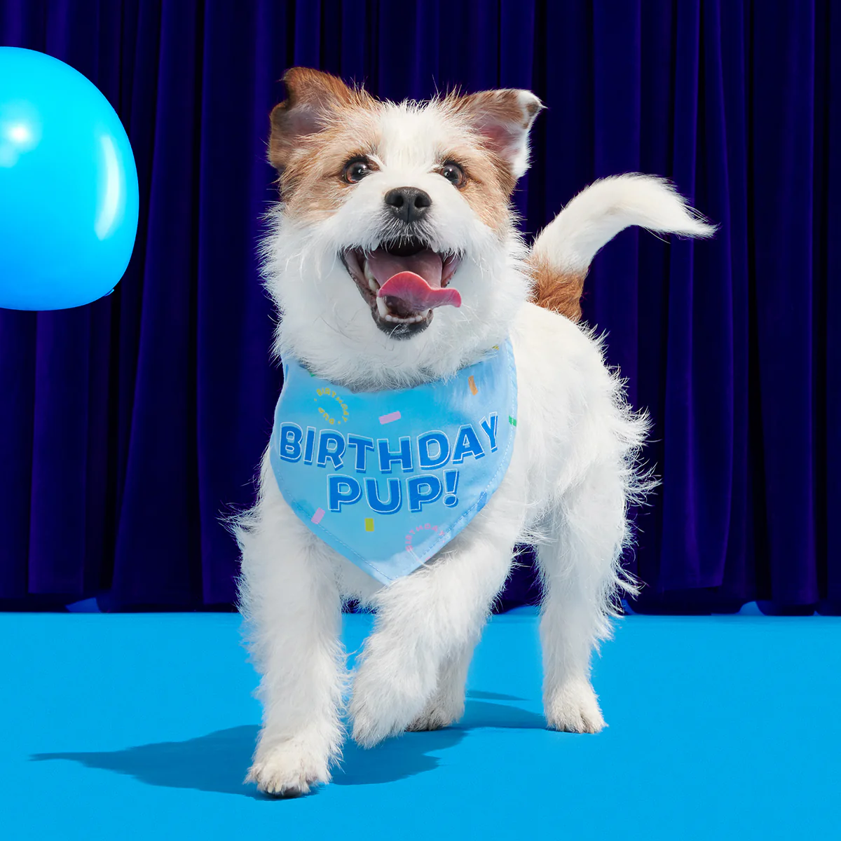 Birthday BarkBox (Toy-Only) - One Month Gift Box - Image 11