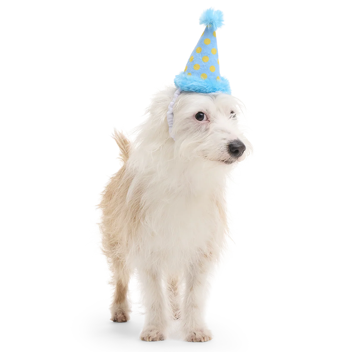 Birthday BarkBox (Toy-Only) - One Month Gift Box - Image 19
