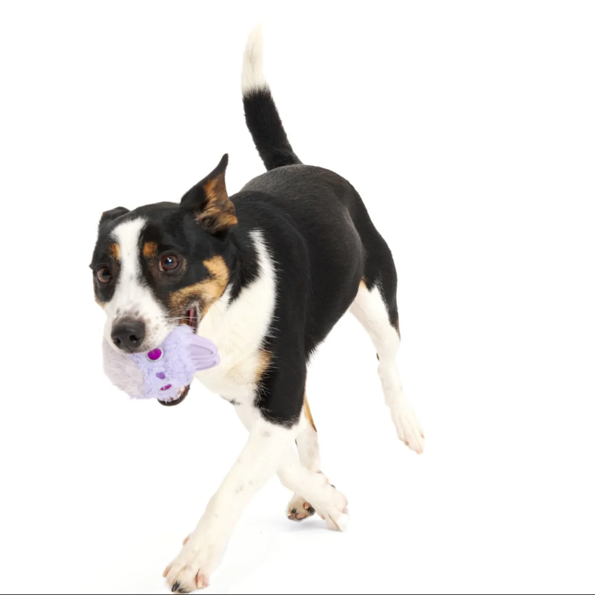 Beaster Bunny Super Chewer Durable 2-in-1 + Enrichment Dog Toy - Image 4