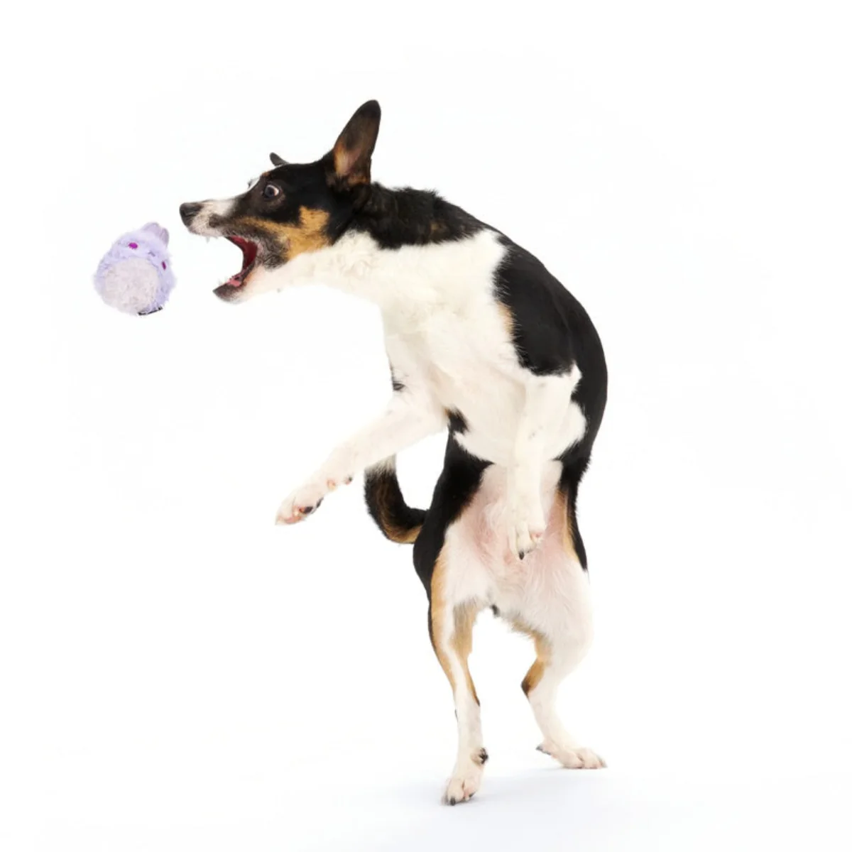 Beaster Bunny Super Chewer Durable 2-in-1 + Enrichment Dog Toy - Image 5