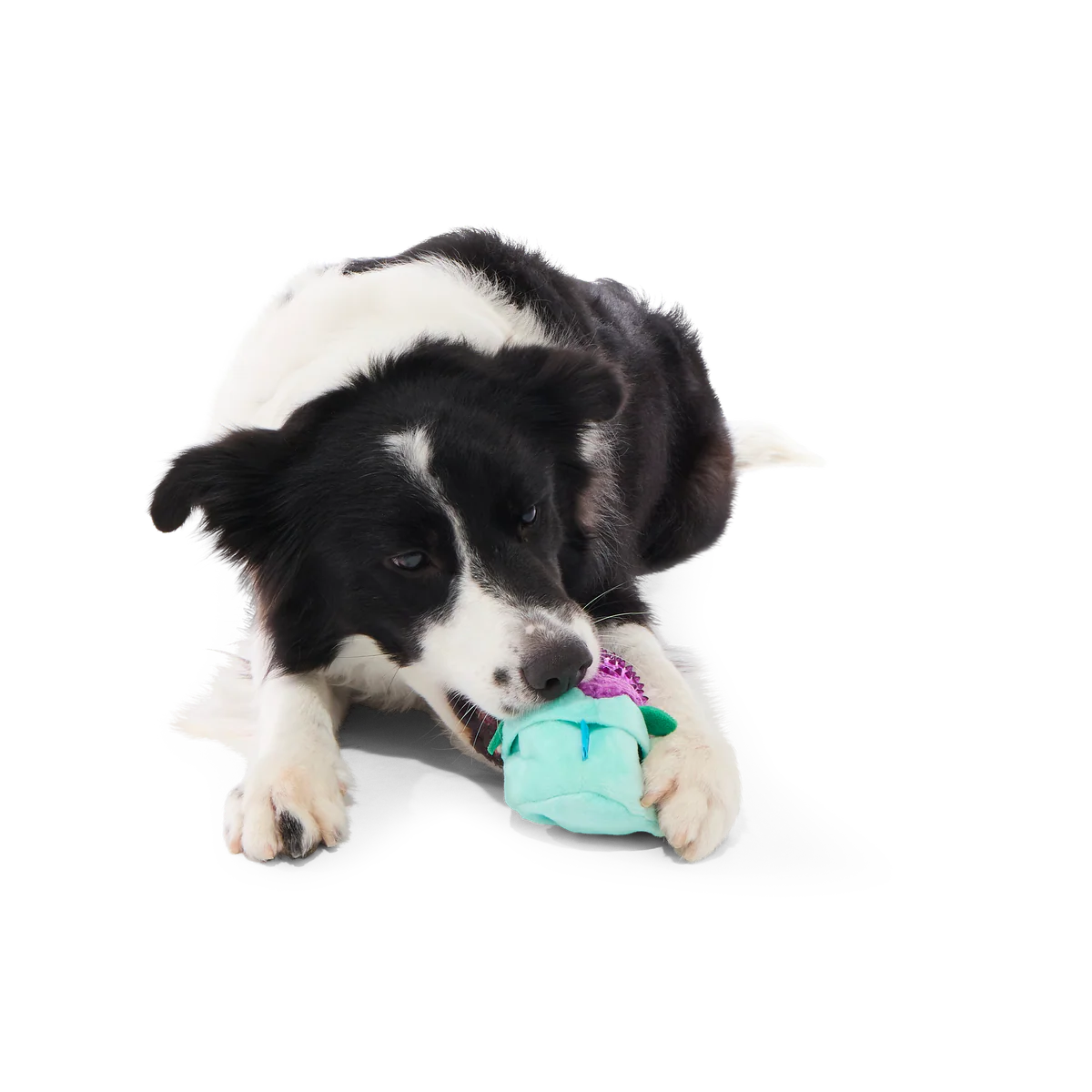 Blueberry Thrill Plush Multi-Part + Fetch + Enrichment Dog Toy - Image 3