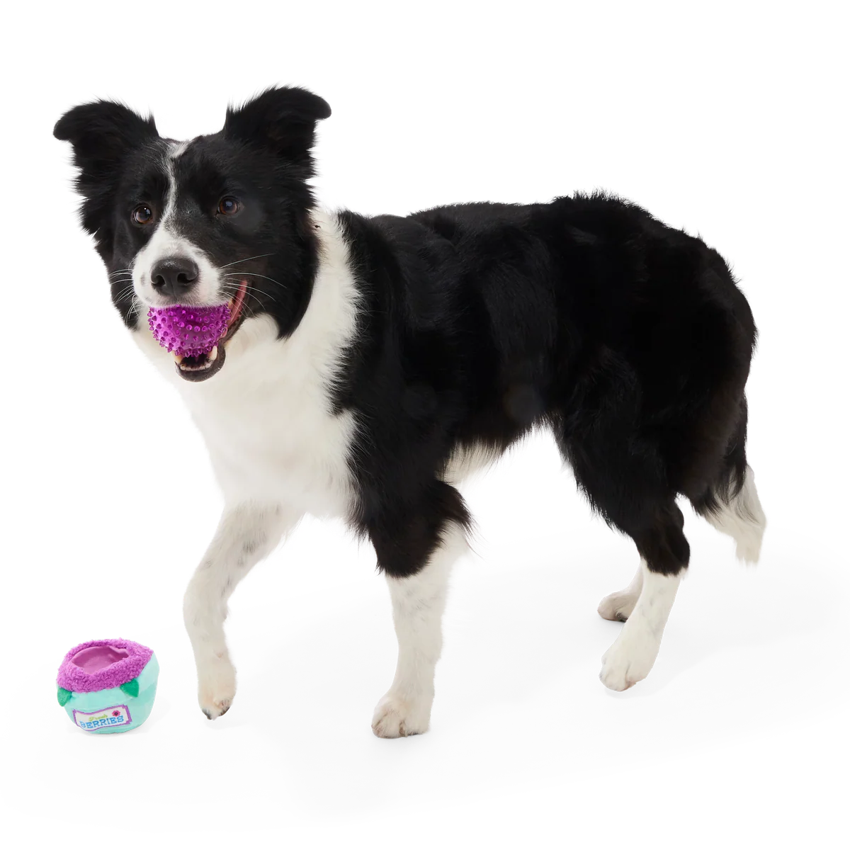 Blueberry Thrill Plush Multi-Part + Fetch + Enrichment Dog Toy - Image 4