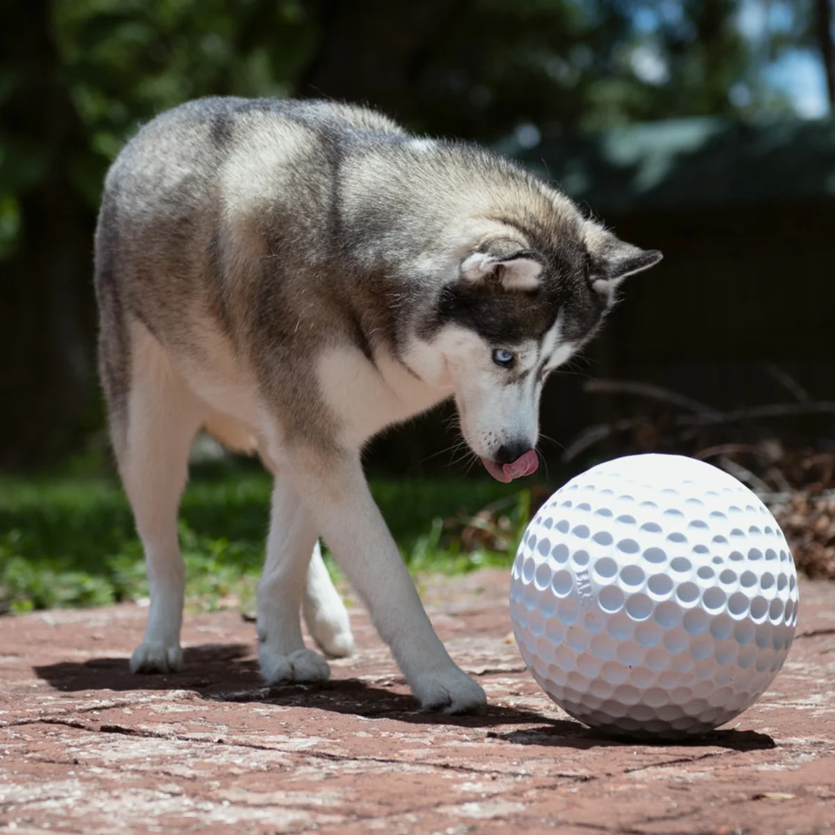 Big Swing Golf Ball Super Chewer Durable Extra-Large Fetch Dog Toy - Image 5