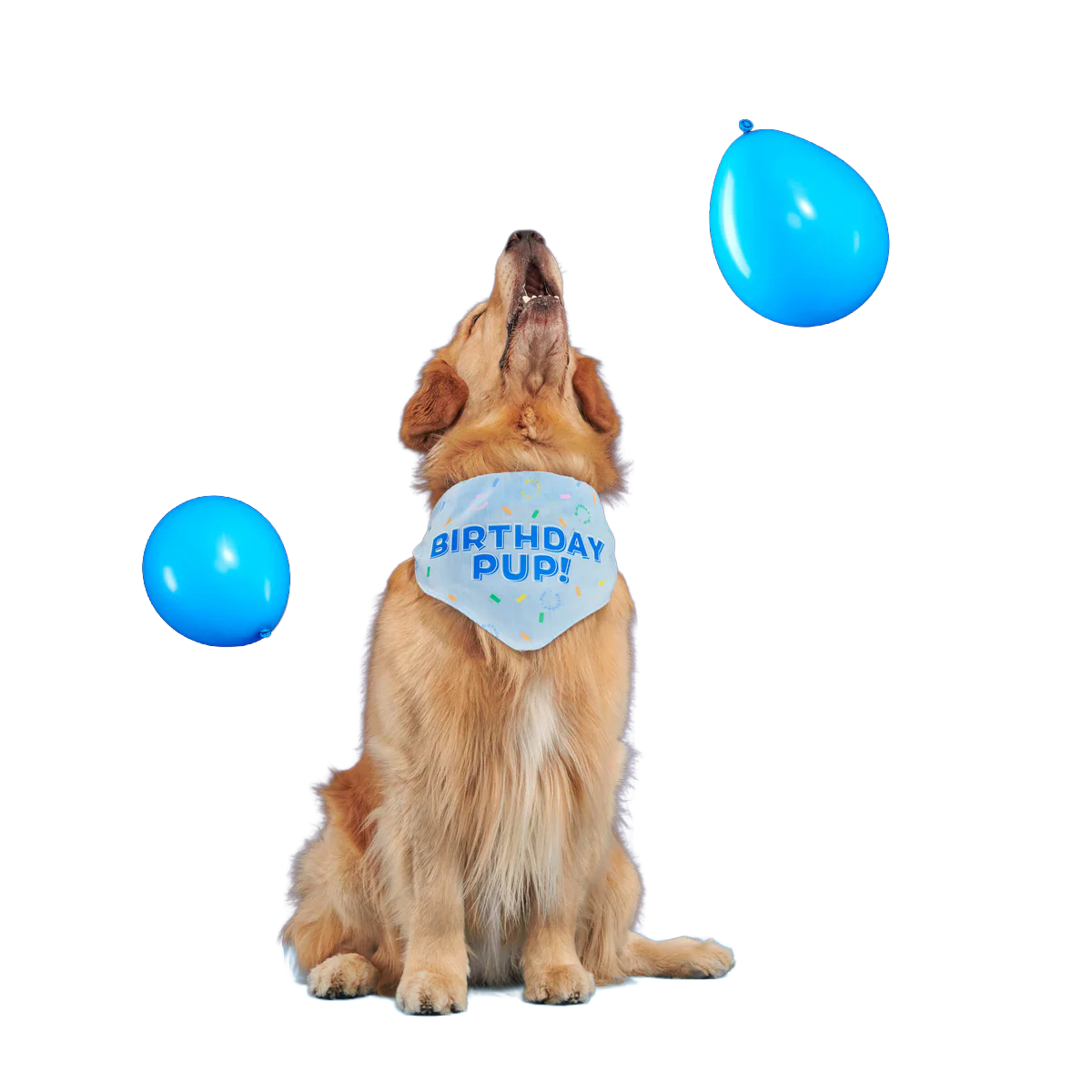 Birthday Dog Bandana - Image 3