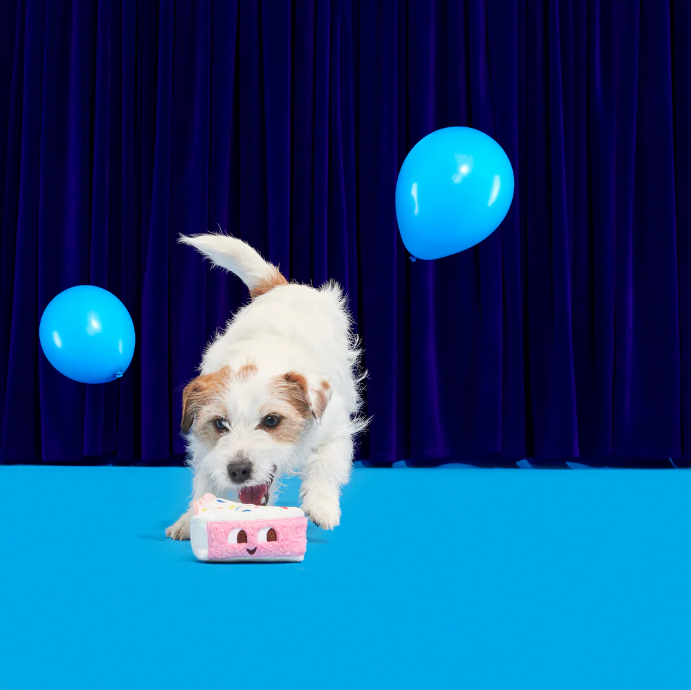 Birthday Kate Plush Dog Toy - Image 3