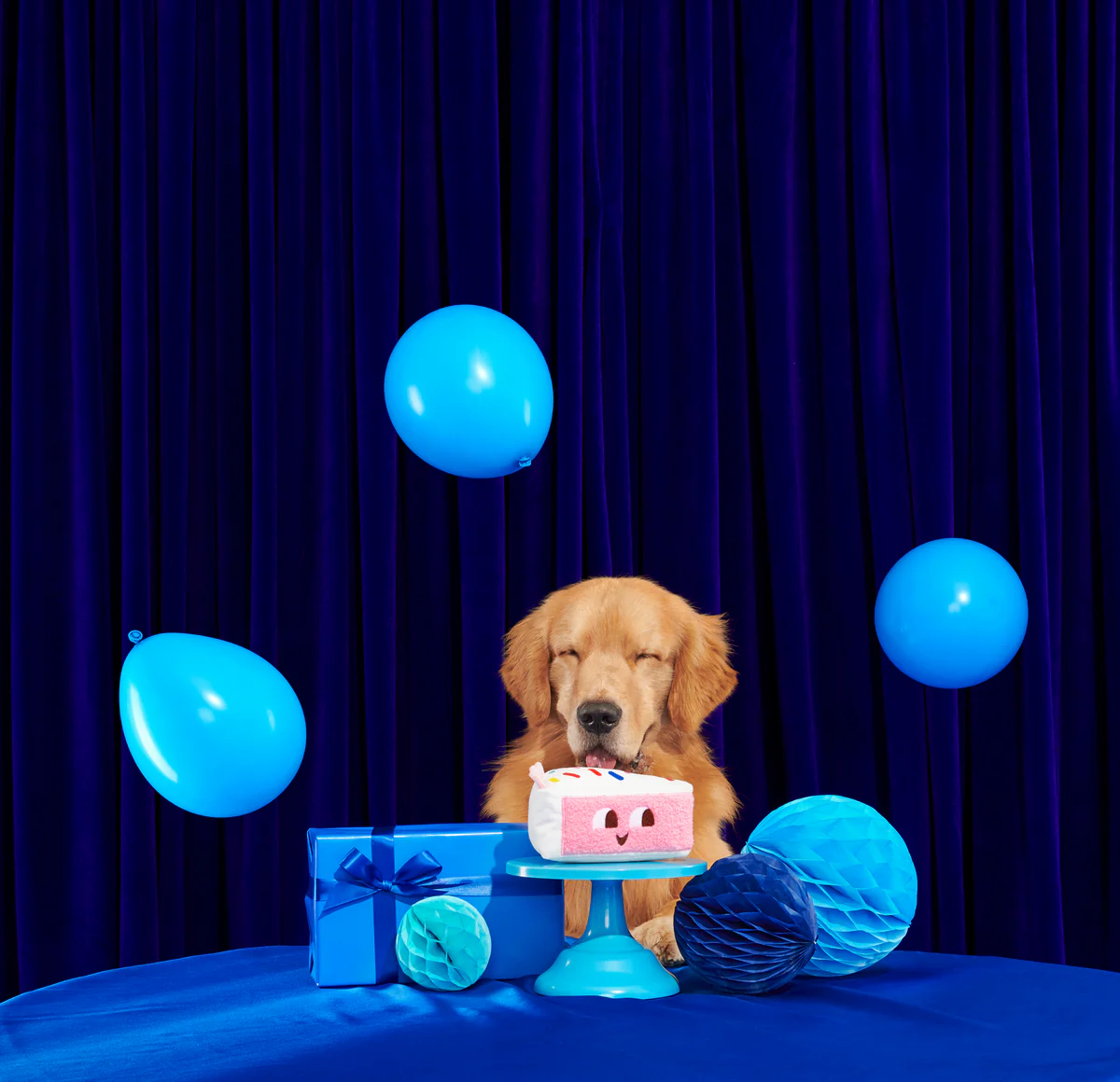 Birthday Kate Plush Dog Toy - Image 5