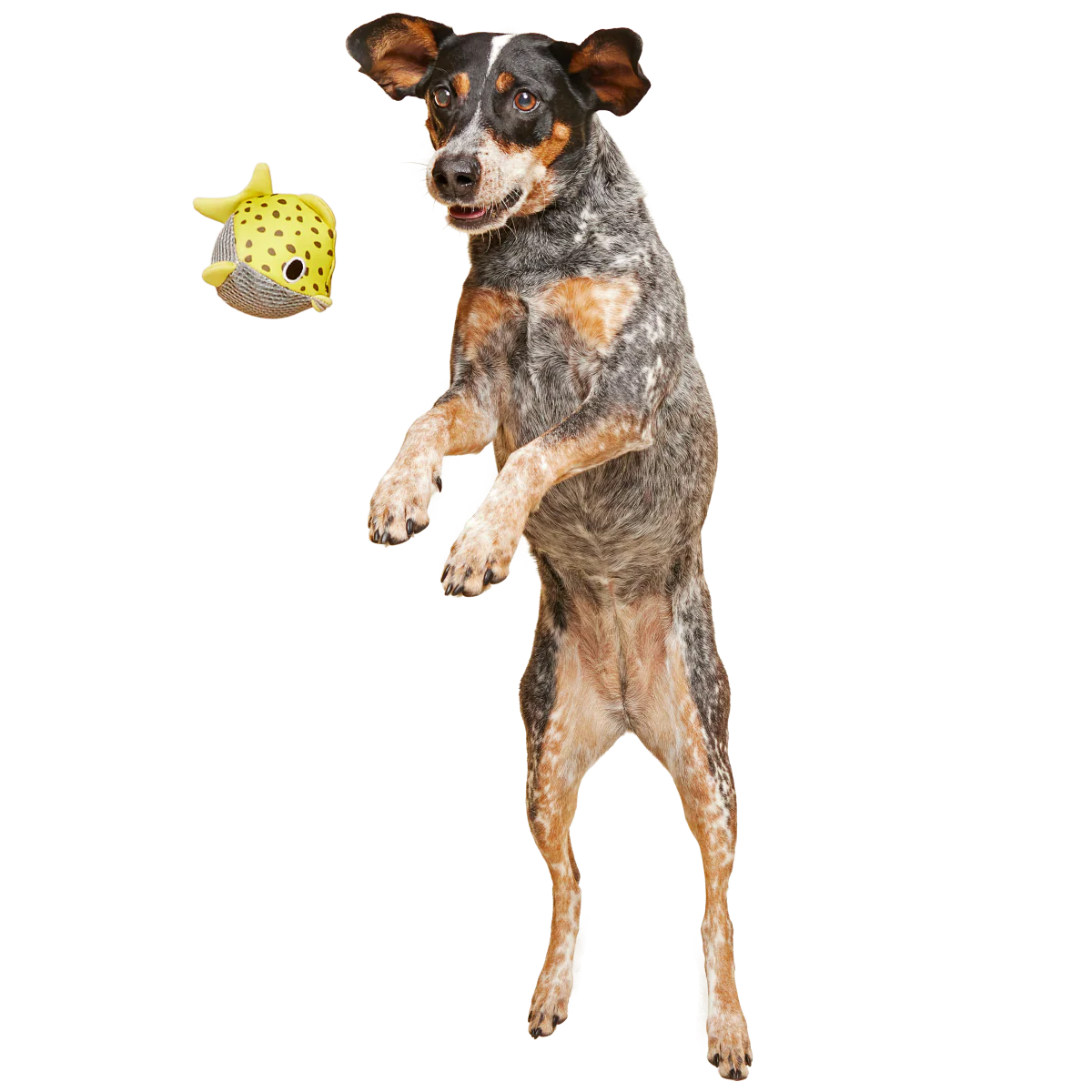 Blowfetch Super Chewer Durable 2-in-1 Fetch Dog Toy - Image 3