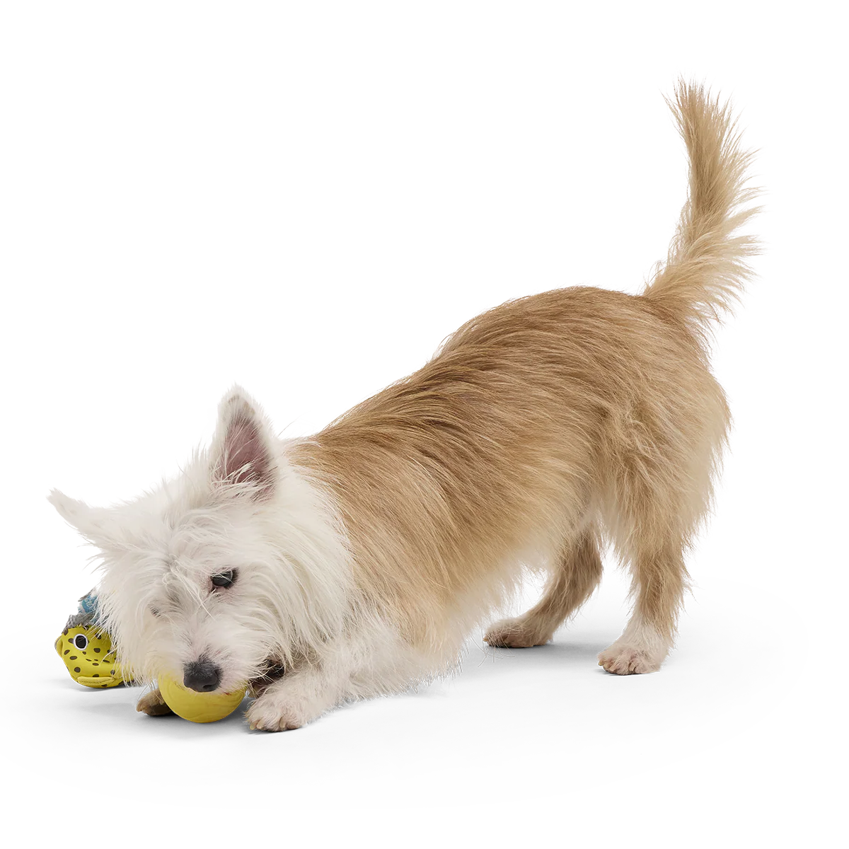 Blowfetch Super Chewer Durable 2-in-1 Fetch Dog Toy - Image 4
