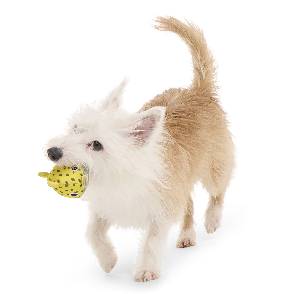 Blowfetch Super Chewer Durable 2-in-1 Fetch Dog Toy - Image 5
