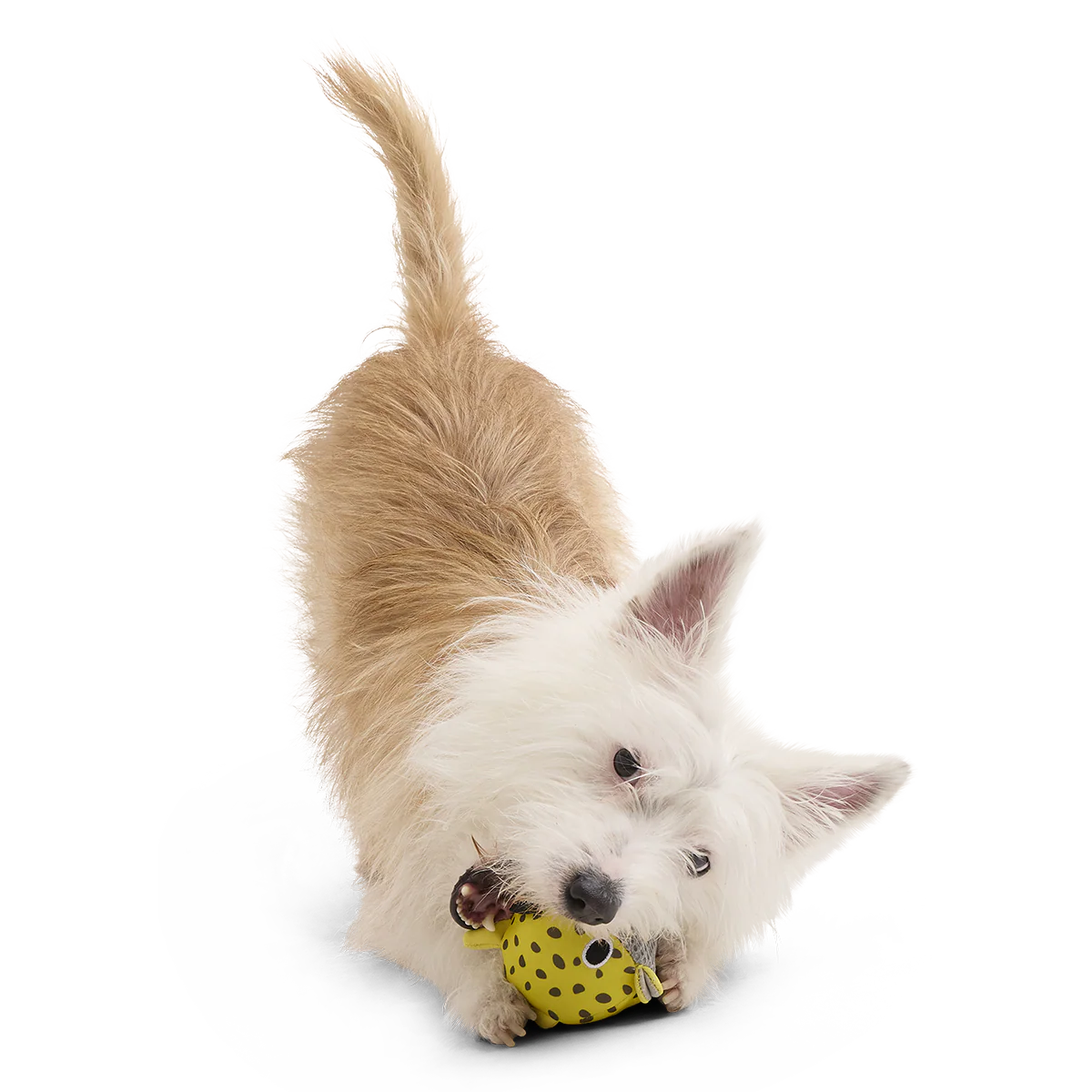 Blowfetch Super Chewer Durable 2-in-1 Fetch Dog Toy - Image 6