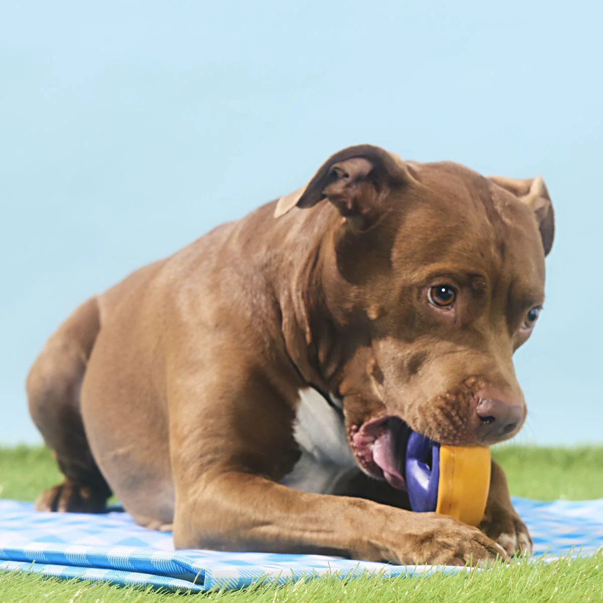 Blueberry Pie Super Chewer Durable Enrichment Dog Toy - Image 3