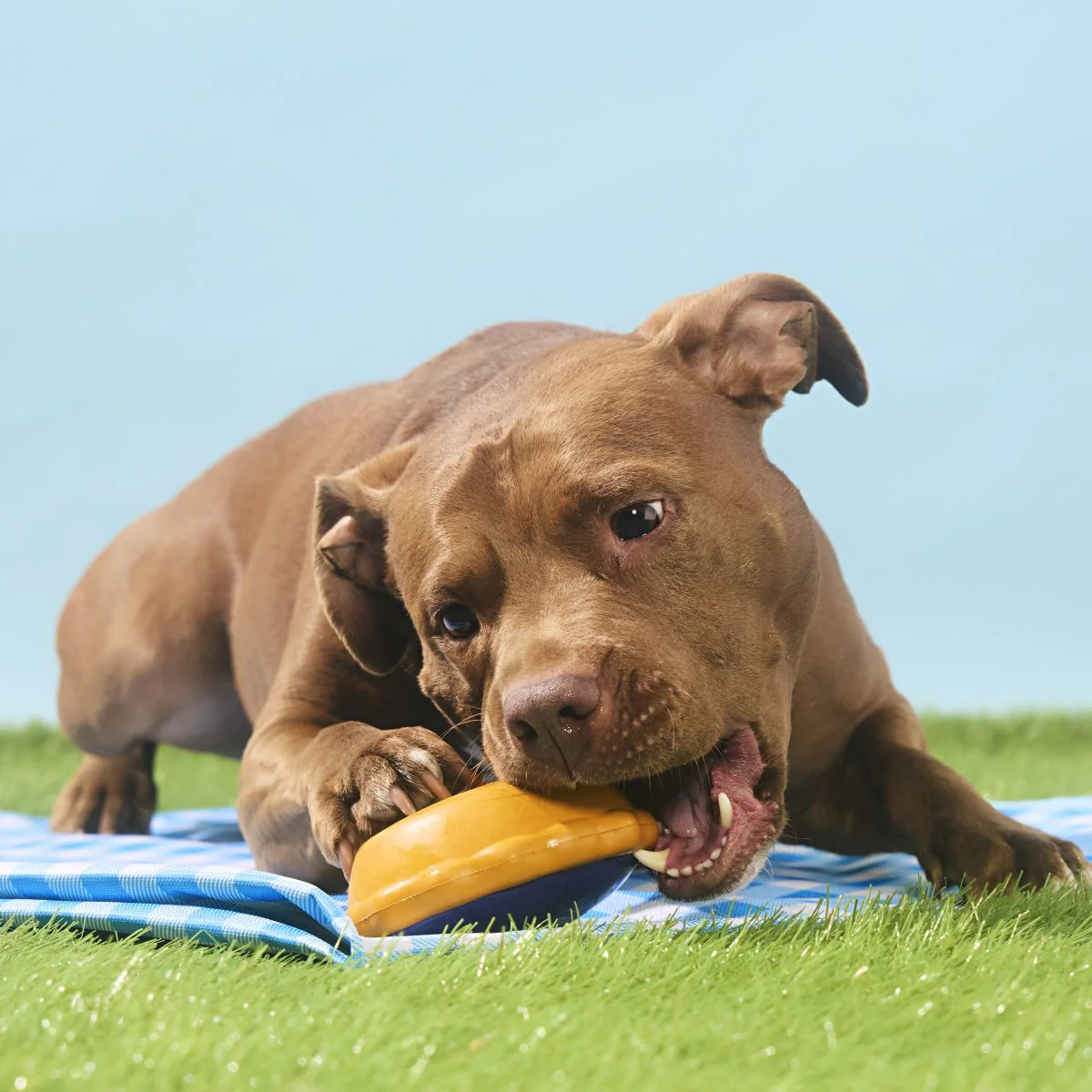 Blueberry Pie Super Chewer Durable Enrichment Dog Toy - Image 4