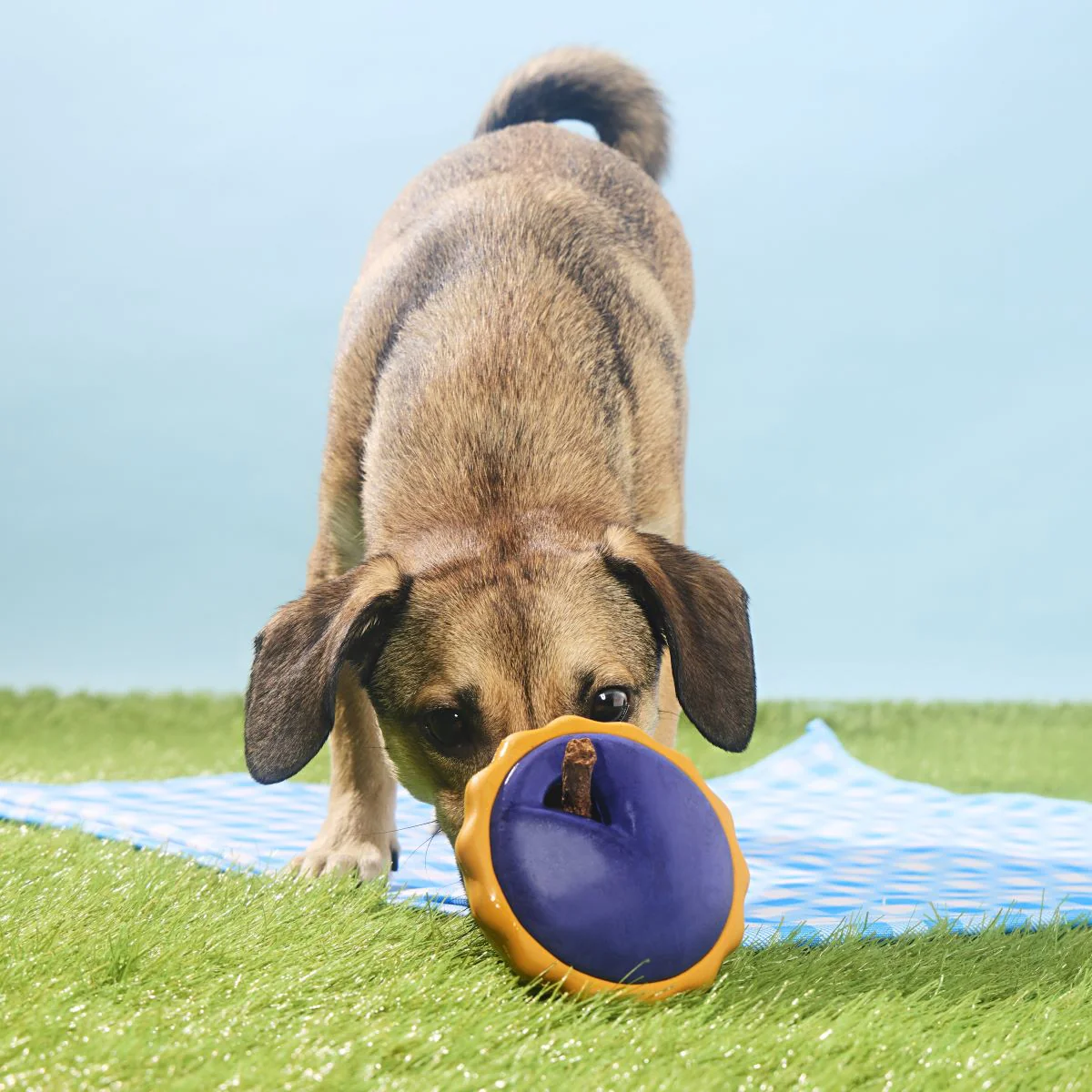 Blueberry Pie Super Chewer Durable Enrichment Dog Toy - Image 5