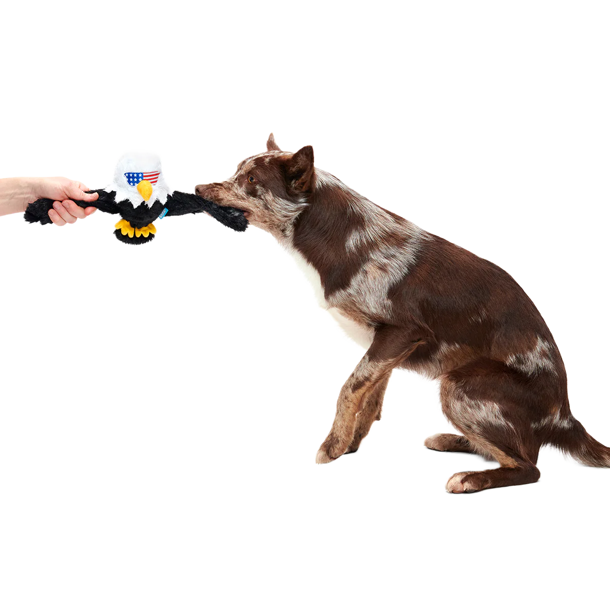 Bold Eagle Plush Tug Dog Toy - Image 6
