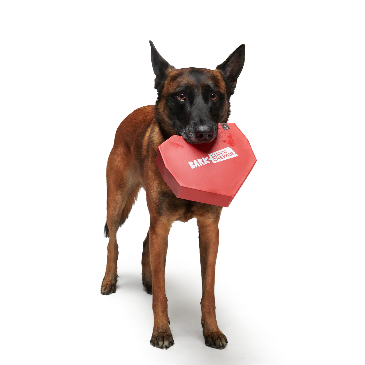 Box of Chocolicks Super Chewer Durable Multi-Part + Gnaw Dog Toy - Image 4