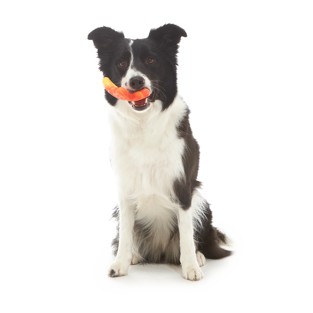 Brawny Butterfly Durable Super Chewer Gnaw Dog Toy - Image 3