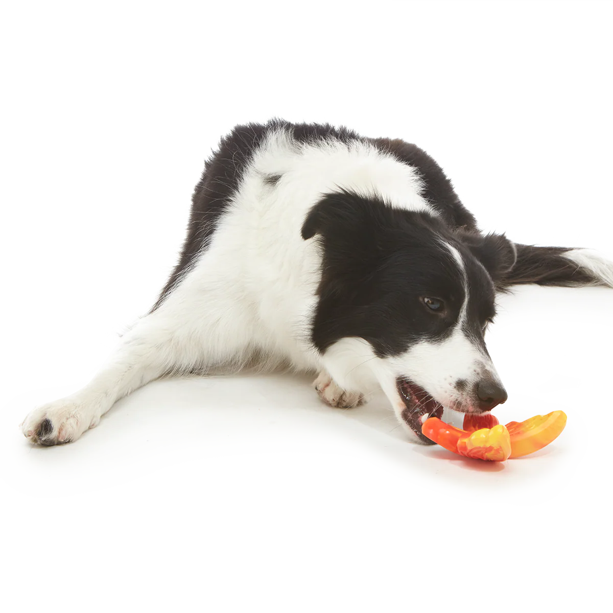 Brawny Butterfly Durable Super Chewer Gnaw Dog Toy - Image 4