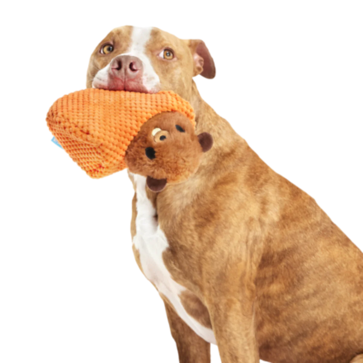 Bucktooth Chuck Plush Multi-Part + Enrichment Dog Toy - Image 3