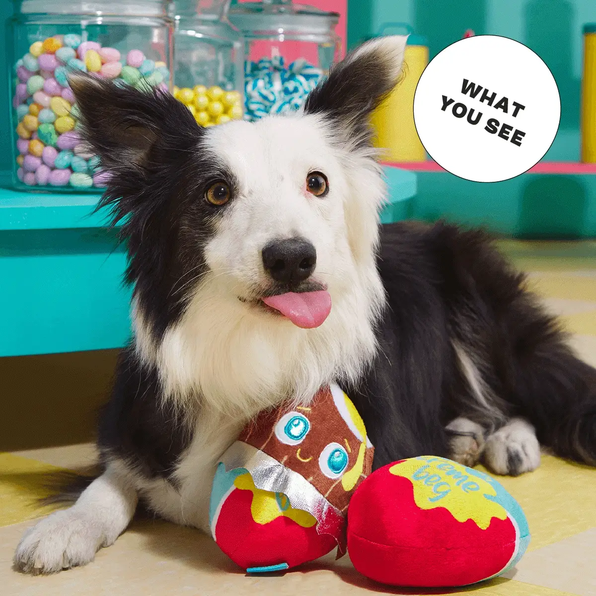 Cadfurry Eggs Plush Fetch Dog Toy - Image 3
