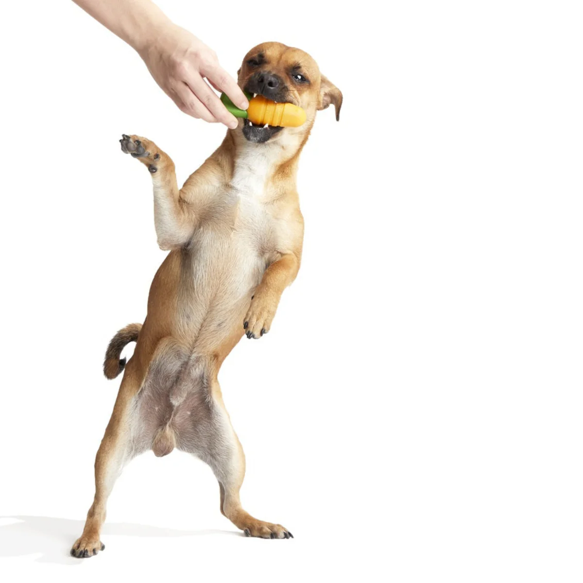 Carrot Durable Super Chewer Gnaw Dog Toy - Image 4