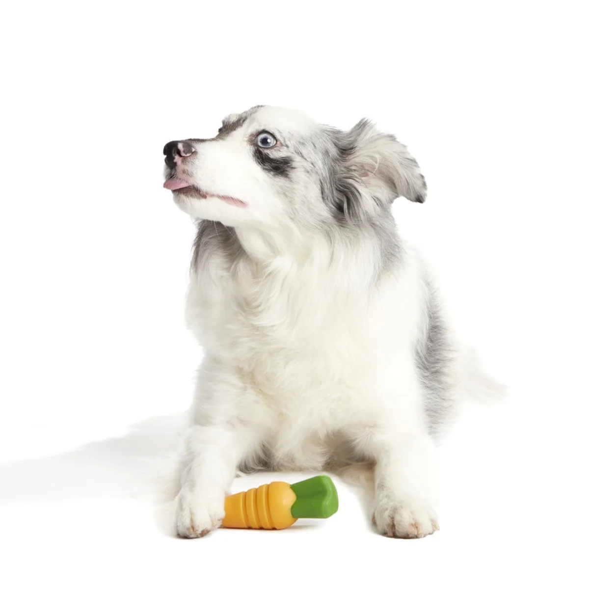 Carrot Durable Super Chewer Gnaw Dog Toy - Image 5