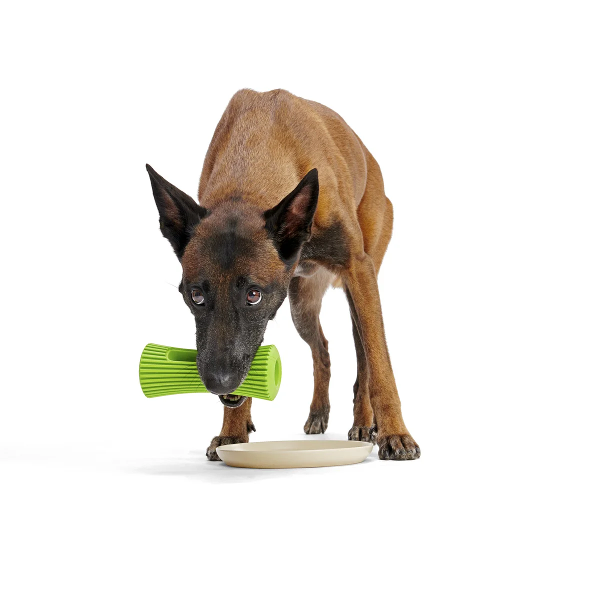 Celery Super Chewer Durable Fetch + Enrichment Dog Toy - Image 7