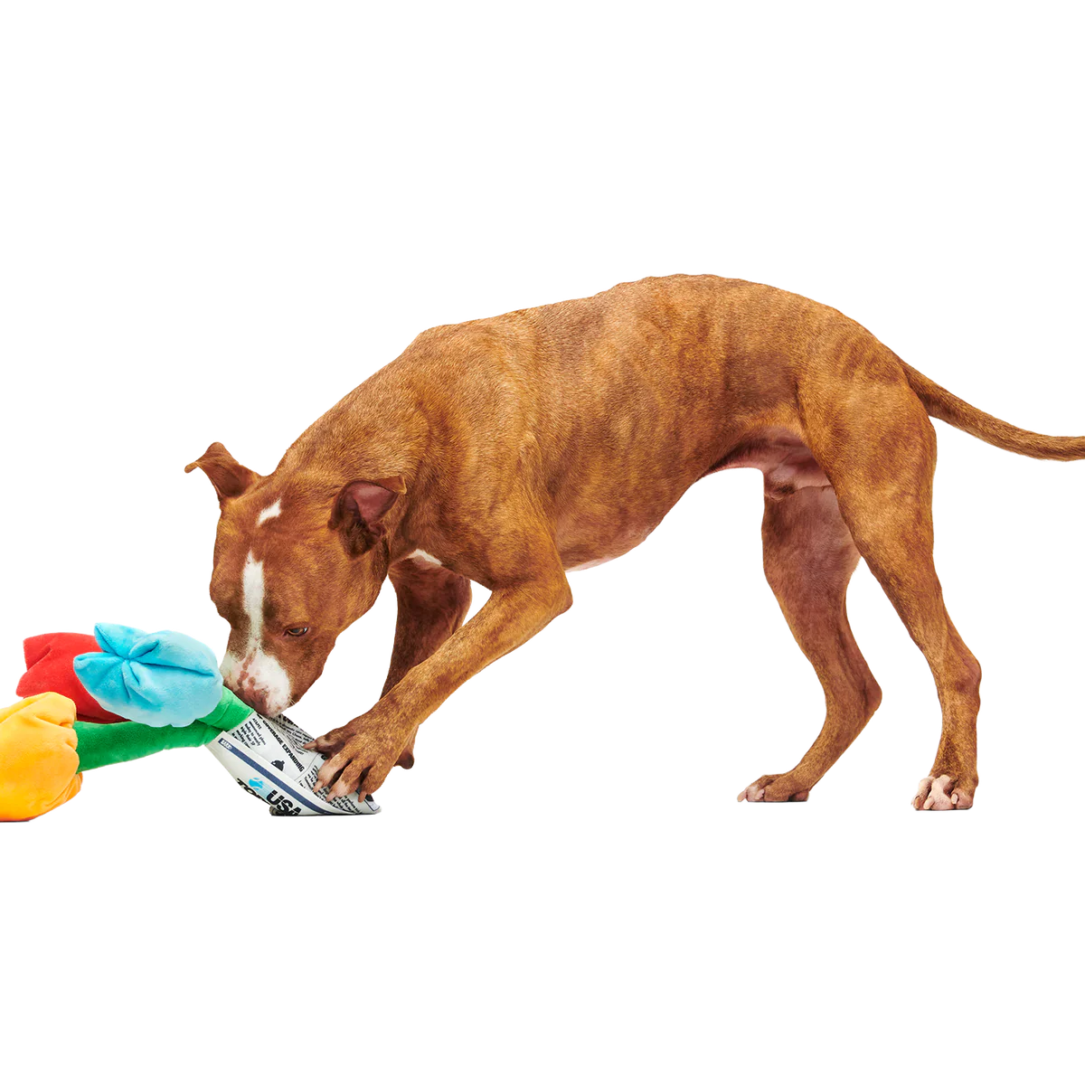 Cheer Up Boopquet Plush Tug + Multi-Part + Enrichment Dog Toy - Image 4