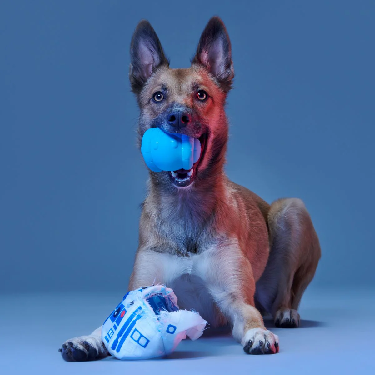 Chew Are My Only Hope Super Chewer Durable 2-in-1 + Fetch Dog Toy - Image 5