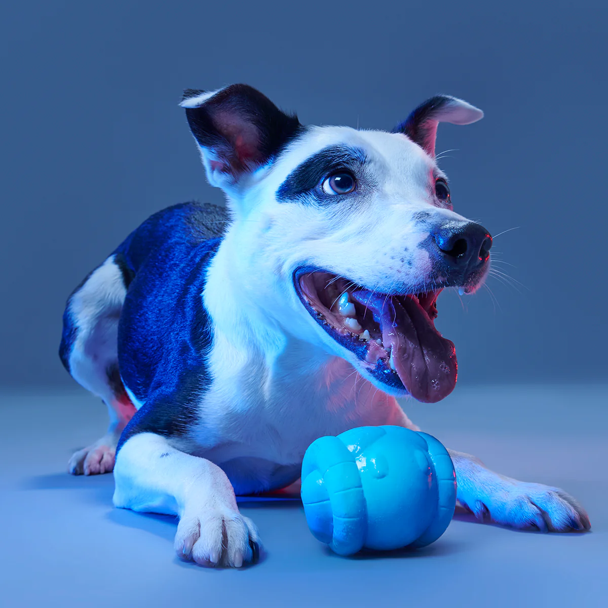 Chew Are My Only Hope Super Chewer Durable 2-in-1 + Fetch Dog Toy - Image 7