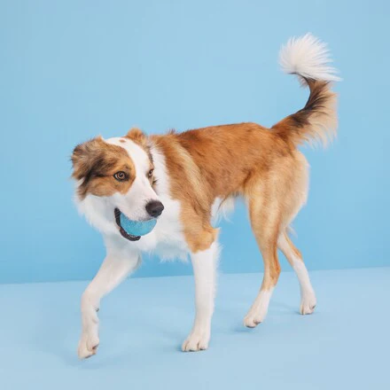 Chew Year's Ball Durable Super Chewer Fetch Dog Toy - Image 3