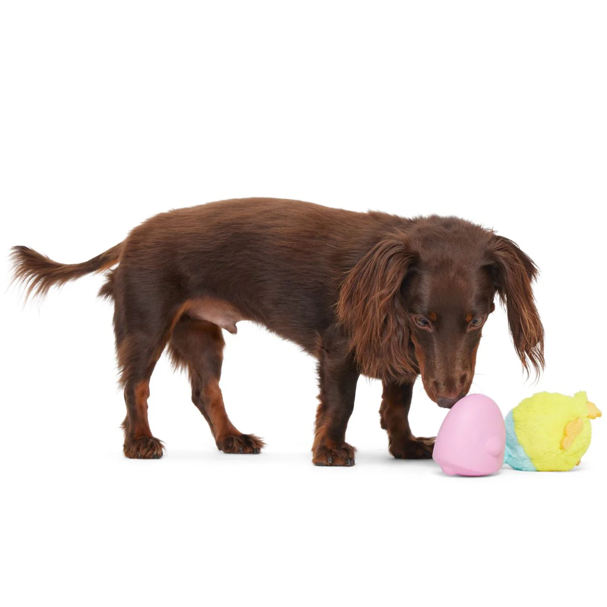 Good Hare Day Chick Durable Super Chewer 2-in-1 Rip and Reveal + Fetch Dog Toy - Image 4