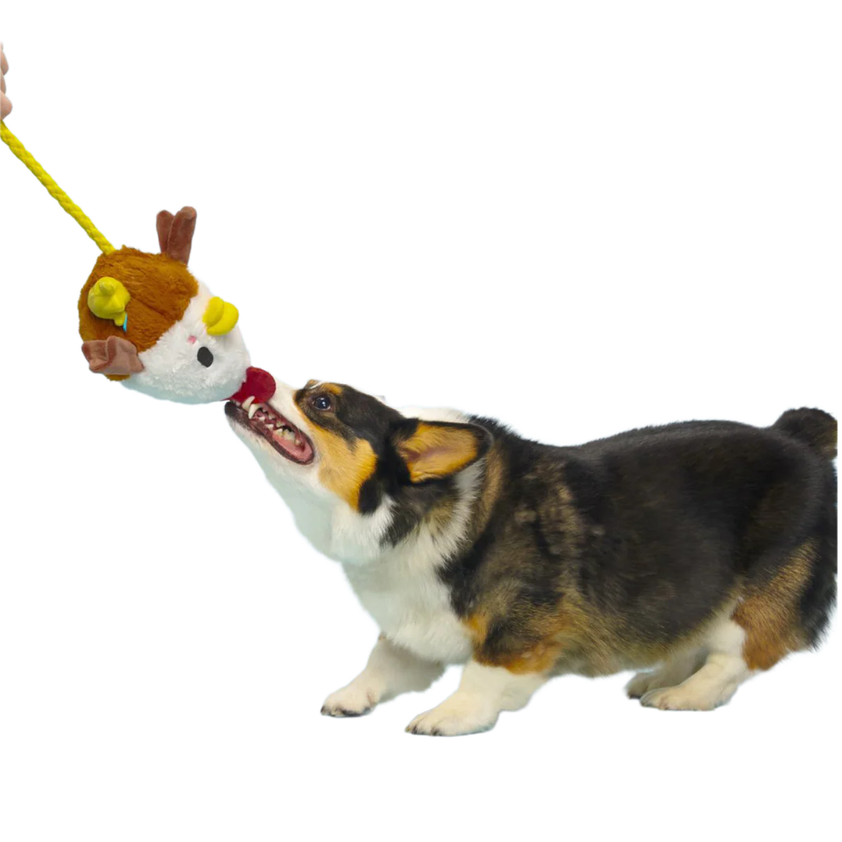 Cock-A-Doodle Dude Plush Tug + Fetch Dog Toy - Image 3