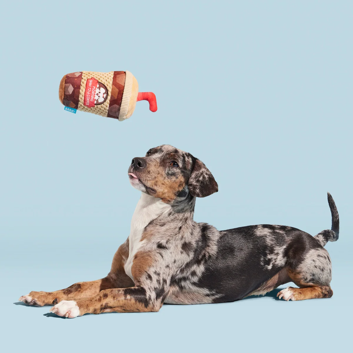 Cold Chew Coffee Plush Tug Dog Toy - Image 3