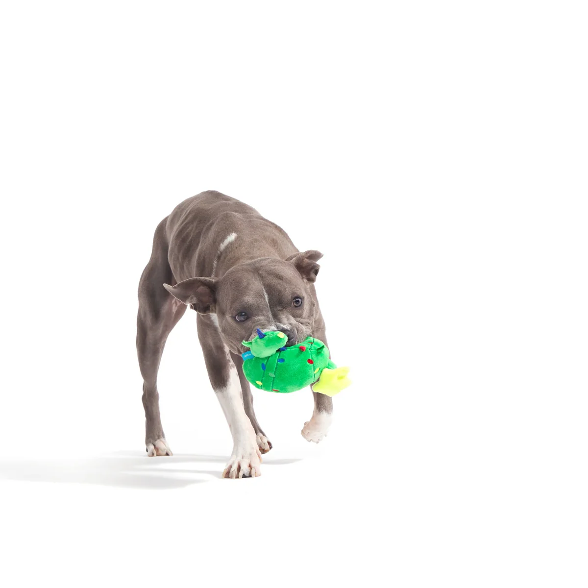 Consuela the Christmas Cactus Rip & Reveal Plush 2-in-1 Rip and Reveal Dog Toy - Image 4
