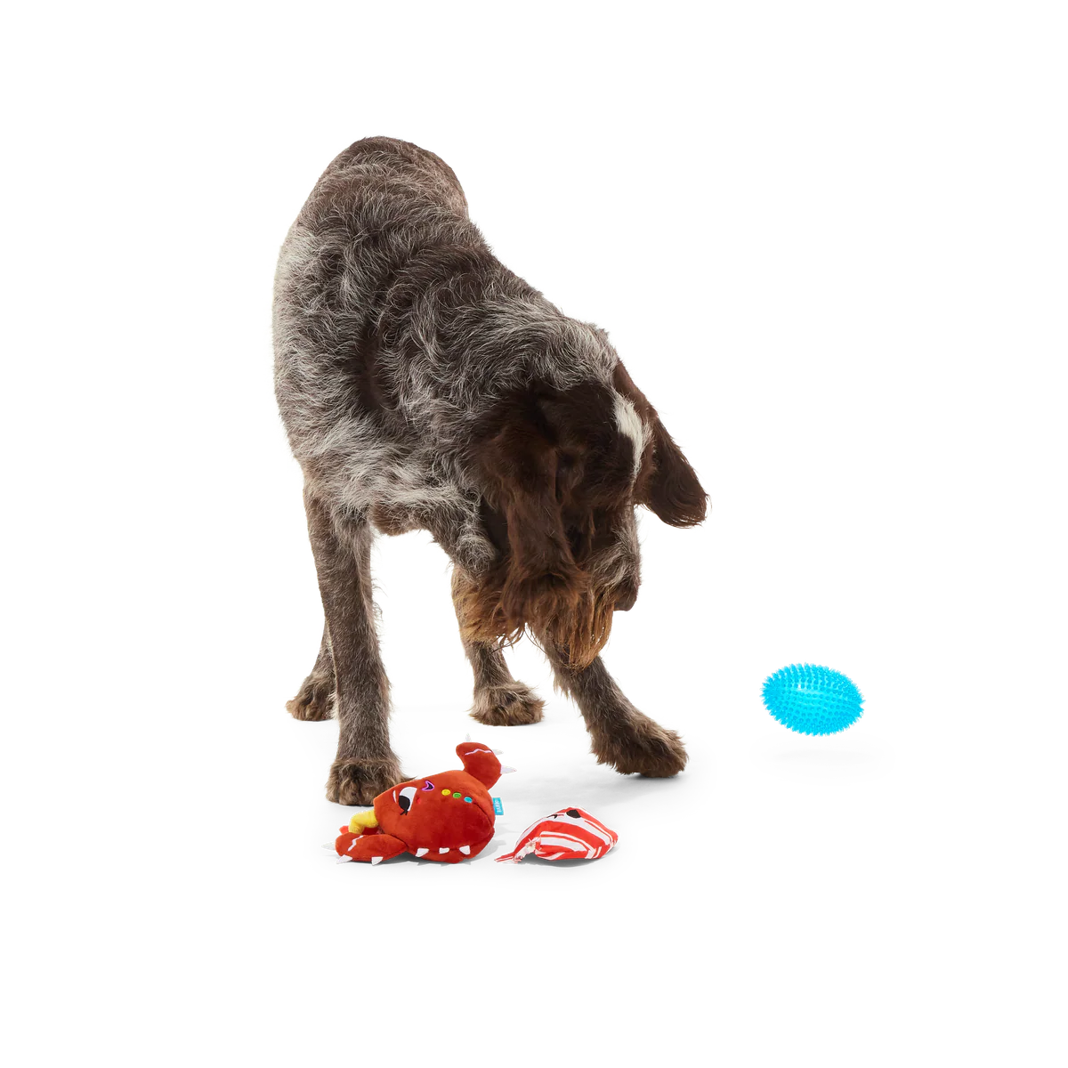 Consuela the Cookie Cactus Plush 2-in-1 Rip and Reveal Dog Toy - Image 6