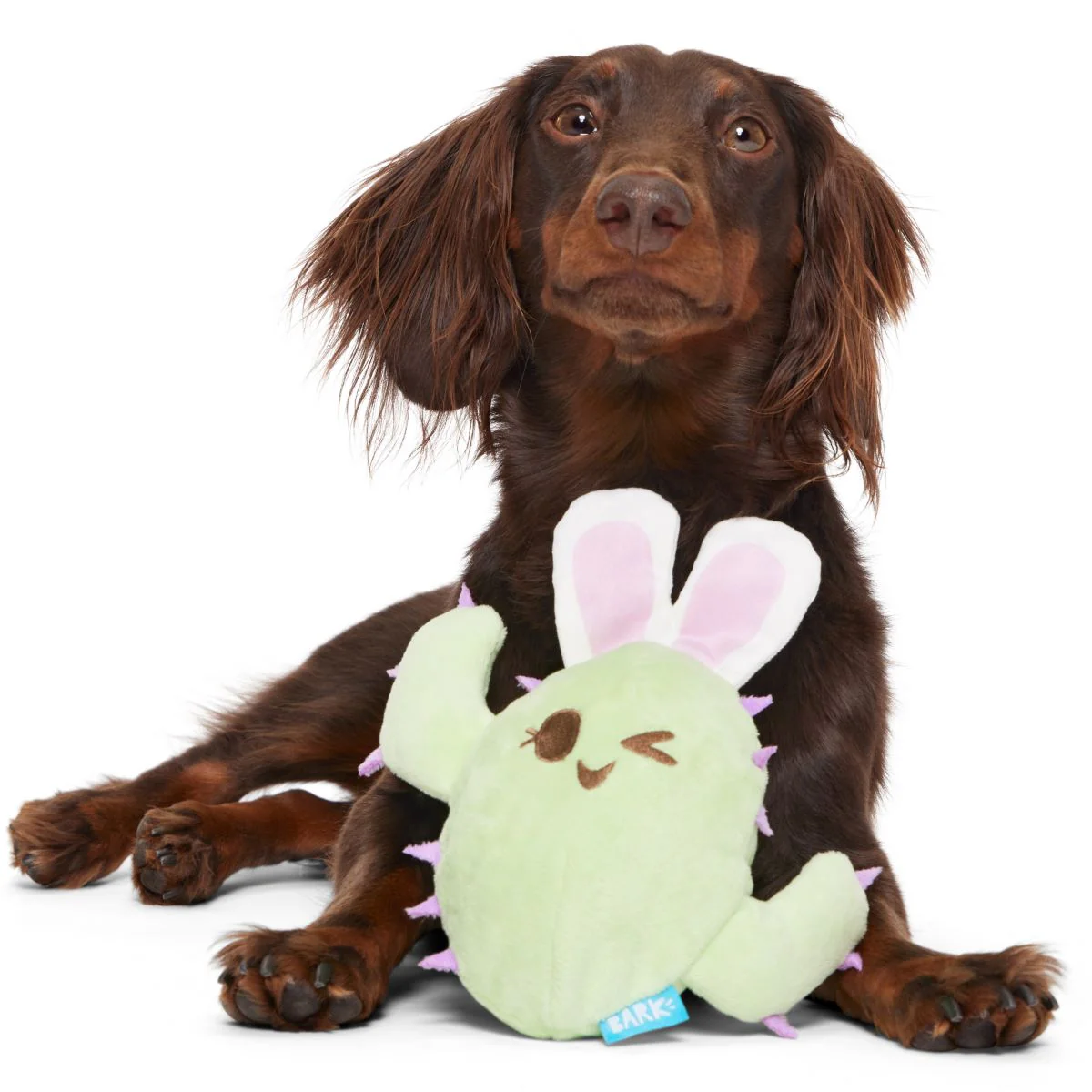 Consuela the Hoppy Cactus Plush 2-in-1 Rip and Reveal + Tug Dog Toy - Image 4