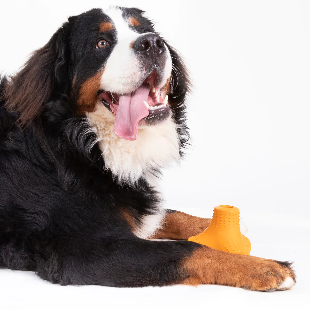 Coral Teef Super Chewer Durable Gnaw + Fetch Dog Toy - Image 4