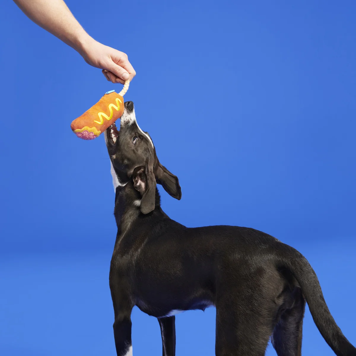 Corn Dog Tug Plush Rope Dog Toy - Image 5