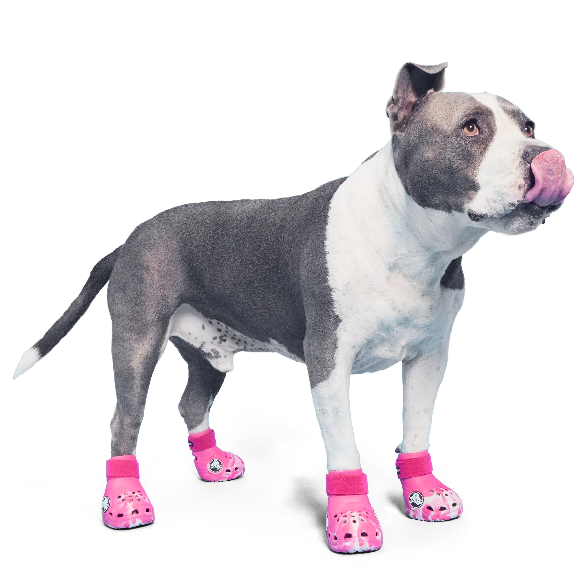 Crocs™ Shoes For Dogs - Image 6