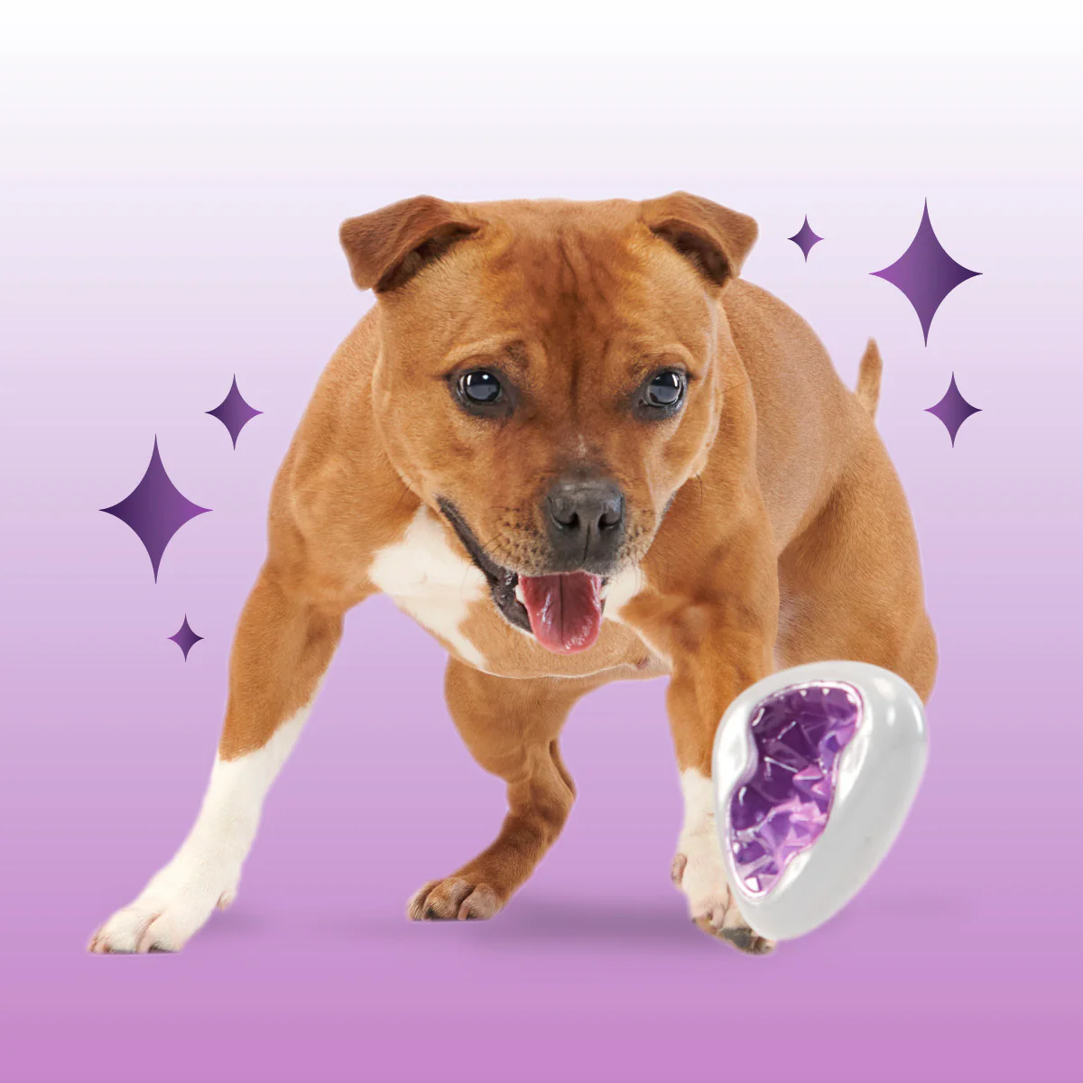 Crystal of the Month Club, Super Chewer Durable Monthly Dog Toys - Image 3